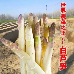 Benih Asparagus Putih(18 Seeds)/白芦笋籽/WhiteAsparagus Seeds