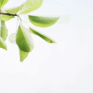 Tea Tree & Niacinamide Facial Serum: Acne Remover & Whitening Solution