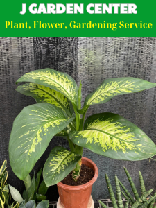 Cây Đại Niên Thanh Dễ Chăm Sóc Thanh Lọc Không Khí Tốt Lá Đẹp Cây Ưa Bóng Râm