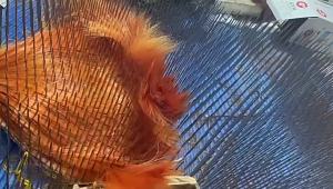 ขายร้อน สีทองเหลือง 1 วิกผมลอนขนข้าว lolit วิกผมเต็มฟูและนุ่ม Hot