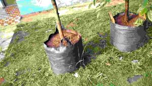 Planterbag 100 liter bahan tebal