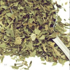 DAUN MINT KERING Kwalitas terbaik hijau segar