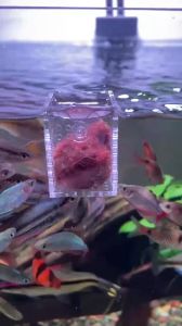 Cốc Đựng Trùng Mica Vuông – Tam Giác Hộp Cho Cá Ăn Trùn Chỉ Trùn Đông Lạnh Artemia