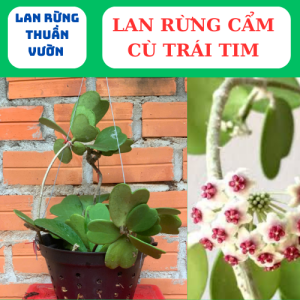 lan rừng thuần chậu lâu năm cẩm cù lá xoài cẩm cù lá trái tim lá mít