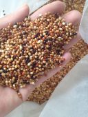 hạt cỏ thái - kê ba màu cho chim cu gáy- kê trộn 1kg