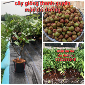 Cây giống mận Ấn Độ xưa hay còn gọi mận đá đường