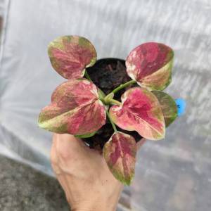 มหาโชคมหาลาภ บอนสี Caladium