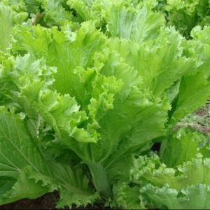 [ TOP BÁN CHẠY ] Hạt giống cải bẹ mào gà gói 20 gram