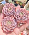 粉纯爱单头 (很漂亮) Echeveria pure love single head Very Nice Colour (4-5.5cm). 