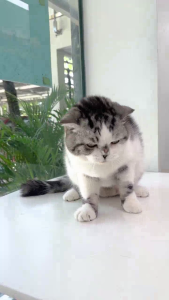 Cat Tea Tree Oil Ear Care Gel เจลเช็ดหูแมว น้ำยาเช็ดหูแมว ทำความสะอาดหู ลดกลิ่น ป้องกันอักเสบ ฆ่าเชื้อ 100 ml