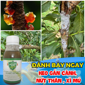 Chuyên nứt thân xì mủ lọ 100ml cho mai vàng đào mít cây ăn quả sản phẩm sinh học theo tiêu chuẩn hữu cơ an toàn
