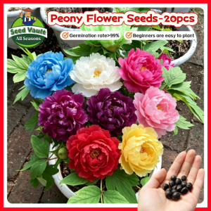 100% Legit High Germination 20pcs Mixed Peony Seeds for Planting Flower Plant Peony Flower Seeds for Gardening Balcony Potted Peony Flowering Plants Seeds Peony Live Plants for Sale Rare Peony Seedlings Easy To Grow Indoor and Outdoor Flower Planting