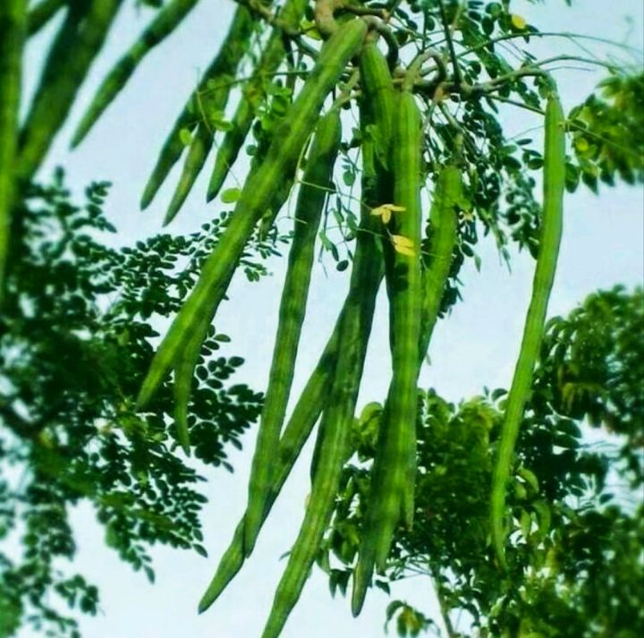 High Quality FRESH INDIA'S 10‘’ MEDICATION MORINGA PLANT / ANAK POKOK ...