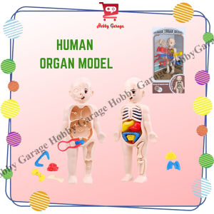 Mainan Edukasi Human Organ Model Belajar Organ Tubuh Dalam Manusia Simulasi Anak