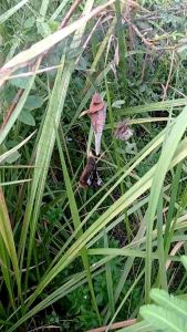 JARING BURUNG EMPRIT JARING#10 JARING BURUNG PIPIT JARING BURUNG PEKING JARING MANUK EMPRIT JARING BURUNG BONDOL JARING BURUNG SAWAH JARING BURUNG KECIL JALA PIKAT BURUNG EMPRIT JALA PIKAT BURUNG PIPIT JARING BURUNG HAMA SAWAH JARING HAMA SAWAH JARING BU - Lazada