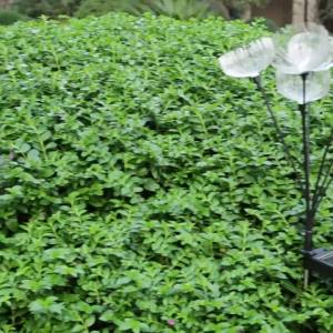 SXH  Solar Powered Color Changing Glowing Jellyfish Fiber Optic Light Outdoor LED Garden Stake Villa Lawn Lamp for Courtyard