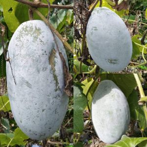 Benincasa hispida wax gourd condol