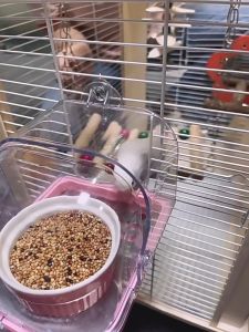 AimayaPet Parrot Bird Feeder Bath Box Wall Mounted Splash Proof Plastic Food Cup Cage Hamster Pet Supply