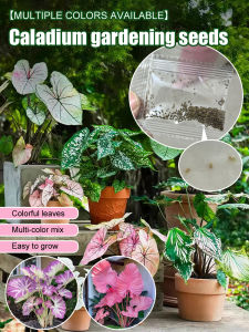 Colorful Leaf Taro Garden  for Gardening Beginners  Multi-Color Options  Ornamental Variety  Perfect for Plant Lovers