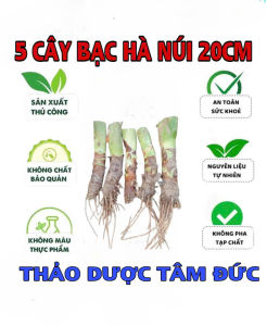 set 5 củ bạc hà núi cao 20cm trồng cảnh