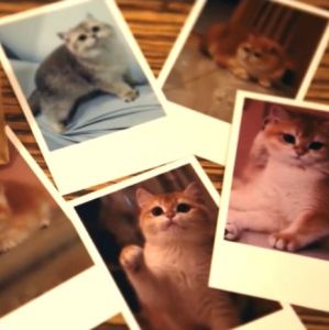 11.11 Offer | Lomo Card | Lomo | 2R Photo | Photo Print | Cetak Gambar | Print Gambar