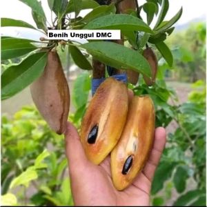 Bibit Sawo Mentimun Unggul
