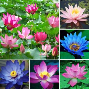 [Fast delivery] 10/50/100Pcs Bonsai Lotus Water Lily Flower Bowl Pond Fresh Seeds Perfume Blue Lotus w8