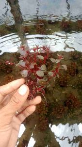 Ludwigia Sp Red Mini Tanaman Aquascape media Wabikusa