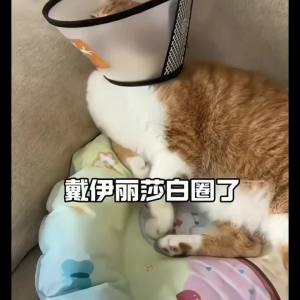 Elizabeth ring Dog Cat Neck CollarDog Head Collar Spay Anti-Lick Anti-Scratch Cat Collar All-Season Use