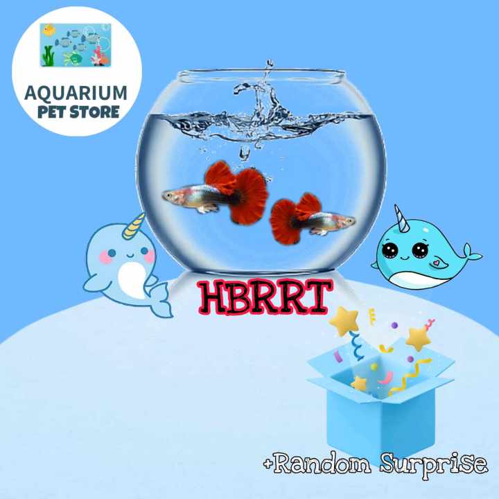 Aquarium 2024 accessories store