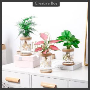 [Creative] Transparent Flower Pot Hydroponic Automatic Water Absorption Plastic Flower Pot