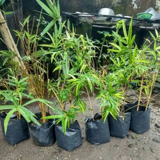 Bibit%20Pohon%20Bambu%20Kuning%20Mini%20Murah%20-%20Image%203