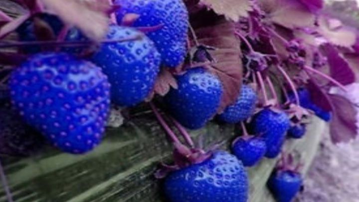 blue strawberry fruit plant seeds Easy To Grow Strawberry Plants Indoor  Strawberry Gardening - Lazada | Lazada PH
