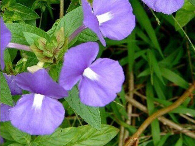 Otacanthus Caeruleus Brazilian Snapdragon Blue Cat's Eye real live ...