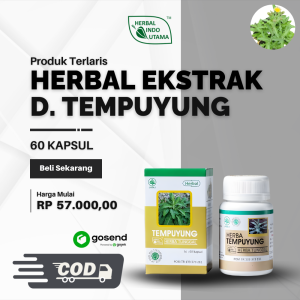 Ekstrak Tempuyung 60c - untuk Mendukung Fungsi Ginjal