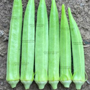 GÓI 50G – HẠT GIỐNG ĐẬU BẮP HGMT-555