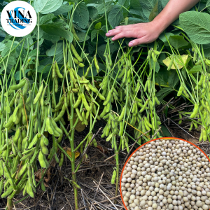 Green Soybean Edamame Soya Beans Vegetable Seeds ( 20 seeds ) - Edamame Seeds