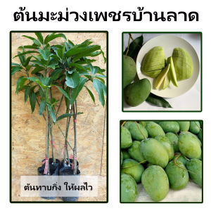 ต้นมะม่วงเพชรบ้านลาด ผลขนาดกลาง ผลดิบเปลือกสีเขียวให้รสเปรี้ยว เนื้อด้านในแน่นแข็งและกรอบ มีกลิ่นหอมเฉพาะตัว ผลสุกรสหวาน