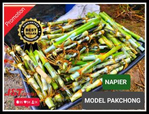 (10KG DIRECT FARM) NAPIER PAKCHONG KERATAN BENIH BERKUALITI