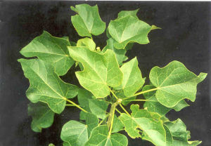 Daun Jarak Pagar Segar 250 gram / Daun Jarak Pagar Fresh 500 gram Alami Langsung Dipetik Dari Kebun