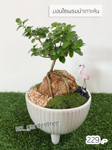 [ต้นไม้จริง] บอนไซเพรมน่าเกาะหิน