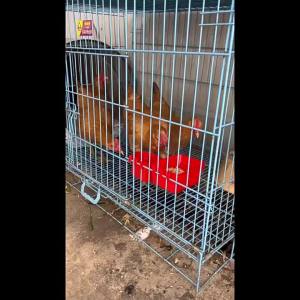 10PCS Quality Hanging Feeder for Birds Chicken Pigeon chicken hanging drinker for chicken feeder waterer