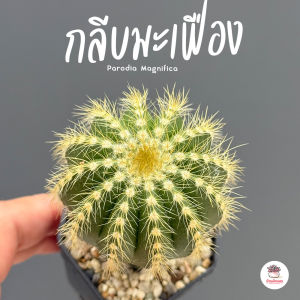 กลีบมะเฟือง Parodia Magnifica แคคตัส กระบองเพชร cactus&succulent