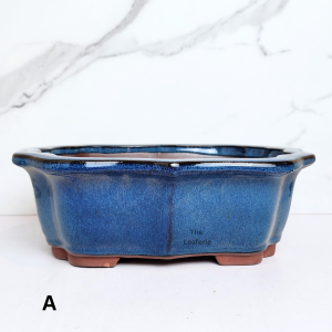 The Leaferie Bonsai plant pots (Series 70) flowerpot . flowerpots . flower pot planter Ceramic