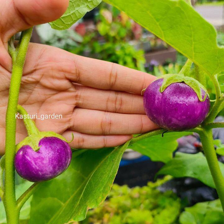 Benih Terung Ungu Ulam Round Purple Eggplant Seeds Vegetable Seed Vege ...