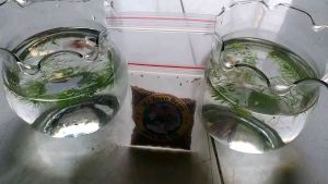 Bình Đựng cá để bàn