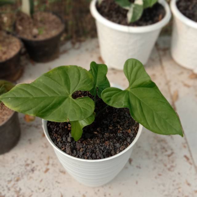 fiddle leaf fig tree plant Ficus lyrata variegated fiddle leaf fig tree *Grower's Choice*  Rare Plant  Fairy