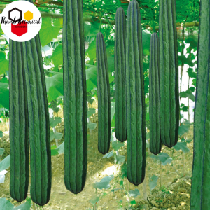 PATOLA TAGALOG SEEDS ( 20 seeds ) - Luffa Ridged Variety