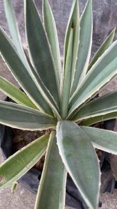 Agave อากาเว่ ดาวกระจาย star ส่งแบบเคาะดินออก