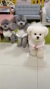 Relieve The Boredom Dog Toys Balls Plush For Puppy SoftSqueaky Ball Stuffed With Fluffy Birthday Gift For Puppy Small And Medium Breeds Dogs缓解无聊的狗狗玩具球毛绒玩具适合幼犬，柔软的宠物发声球填充了蓬松的材料，是小型和中型犬种幼犬的生日礼物。。。。